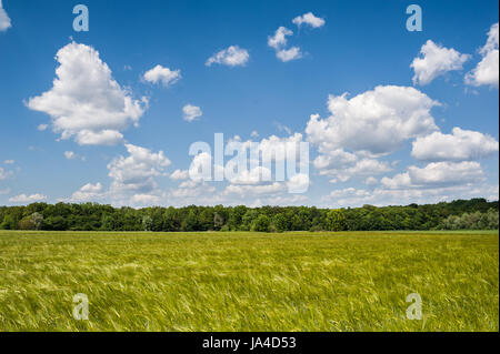 Grüne Felder Weizen Stockfoto