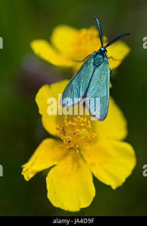 Cistus Forester Moth (Adscita Geryon) auf gemeinsame Rock Rose (Helianthemum Nummularium) Stockfoto