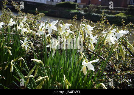 Tonbridge Castle 2017 Stockfoto