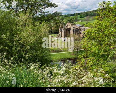 Bolton Priory Ruinen im Frühjahr von einem Aussichtspunkt über den Fluß Wharfe Bolton Abbey North Yorkshire England Stockfoto