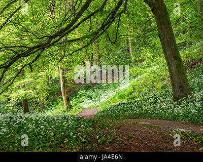 Bärlauch-Blumen entlang eines Pfads in Strid Holz bei Bolton Abbey North Yorkshire England Stockfoto