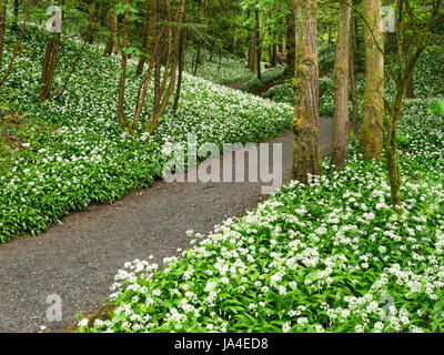 Bärlauch Blüten durch einen Fußweg durch Strid Holz bei Bolton Abbey North Yorkshire England Stockfoto