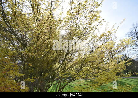 Tonbridge Castle 2017 Stockfoto