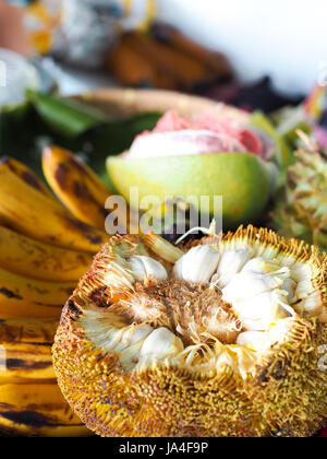 Marang, eine tropische Frucht gefunden in Davao, Philippinen, das sieht aus wie eine Jackfrucht und schmeckt wie eine Kreuzung zwischen Soursop und Mangostan. Stockfoto