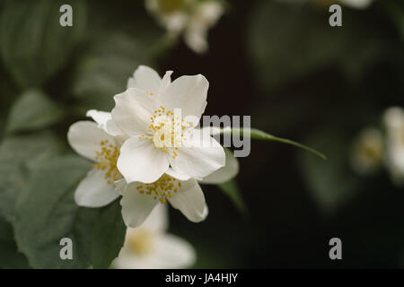 Makroaufnahme von Jasmin Blüten blühen im sonnigen Sommertag Stockfoto