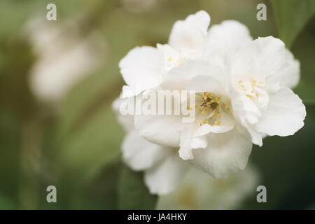 Makroaufnahme von Jasmin Blüten blühen im sonnigen Sommertag Stockfoto