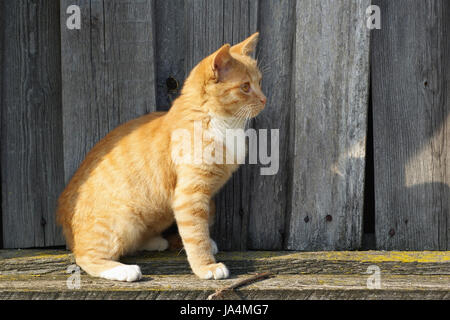 Ingwer Tabby Katze vor alten hölzernen Hintergrund. Stockfoto