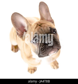 französische Bulldogge vor weiß Stockfoto