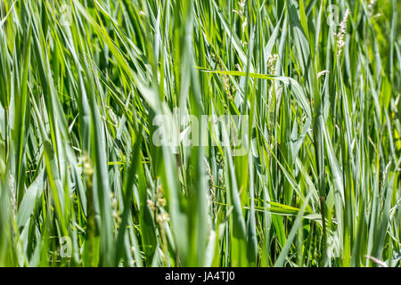 Abstrakte Grasgrün Stockfoto