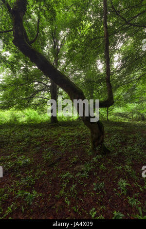 Buche mit Moos an einem nebligen Morgen Stockfoto