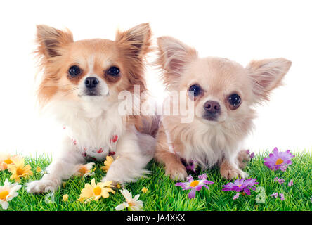 Porträt von einem süßen reinrassigen Welpen Chihuahua vor weißem Hintergrund Stockfoto
