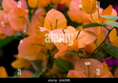 Blumen Bougainvillea 'Orange Herrlichkeit", Stockfoto