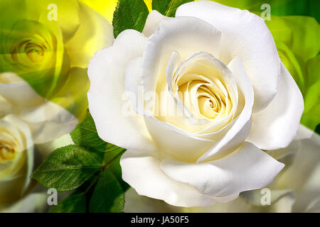 Weiße rose natürlichen Hintergrund am frühen Morgen Stockfoto