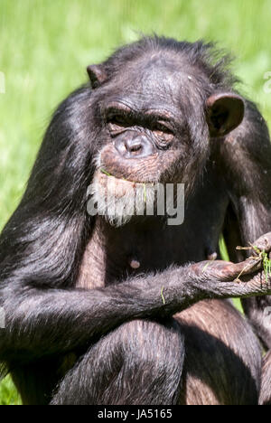 Pan troglodytes verus (Western Schimpanse) mit Gras auf den Mund und auf der Hand Stockfoto