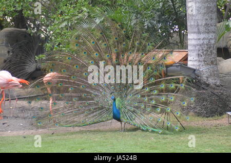 Peacock seine verdeckten Federn anzeigen. Stockfoto