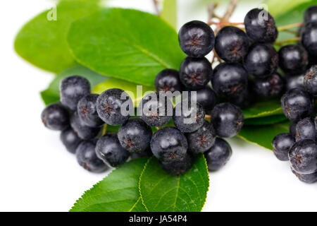 Vitamin, süß, Baum, grün, Landwirtschaft, Landwirtschaft, Reifen, kalt, Katarrh, Stockfoto