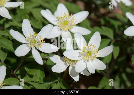 Frühen weißen Buschwindröschen, Anemone Nemorosa, Waldland Blume ziemlich Frühling und öffnen im gefleckten Licht der Nachmittagssonne, Hampshire, März Stockfoto