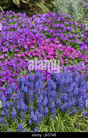 Aubretia, Blumen Aubrieta SP. und Trauben Hyazinthe, Muscari SP., blau, rosa und rot zeitigen Frühjahr auf einem Garten Steingarten, Berkshire, März Stockfoto