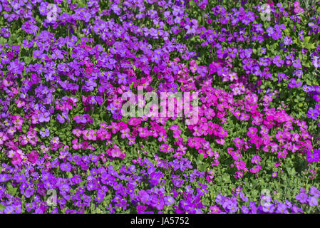 Aubretia, Aubrieta SP., leuchtend bunte rosa und roten Vorfrühlingsblüher auf einem Garten Steingarten, Berkshire, März Stockfoto