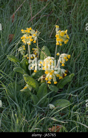 Schlüsselblume, Primula Veris, in Blüte auf einem grasbewachsenen Ufer, Berkshire, April Stockfoto