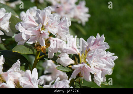 Blüten und Blätter am Rhododendron 'Cunningham White', leicht rosa Blüten auf dieses Frühjahr Flowerinf Ericaceen Strauch, Berkshire, April Stockfoto