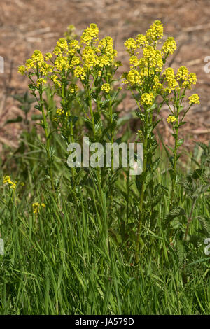 Schaumkraut oder Rocketcress, Barbarea Vulgaris, gelb blühende Pflanze, Berkshire, Mai Stockfoto