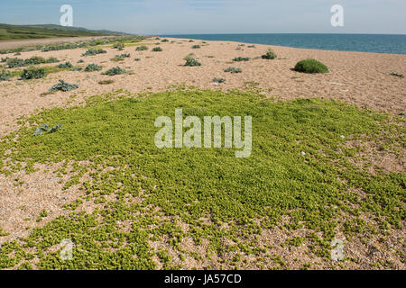 Englische Fetthenne, Sedum Anglicum, Blüte Matte von Pflanzen auf die Schindel Chesil Beach, Dorset, Mai Stockfoto