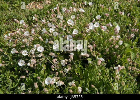 Meer Campion, Silene uniflora, blühende Pflanze am Chesil Beach, Dorset, Mai Stockfoto