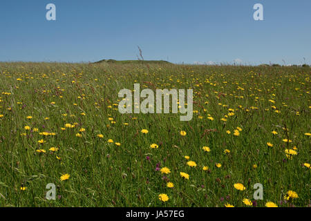 Eine Wildblumenwiese Dorset mit Rotklee, gemischte Gräser einschließlich Weidelgras, weiche Brome, Sauerampfer, Weißklee und grobe Hawkbit, Charmouth, Mai Stockfoto