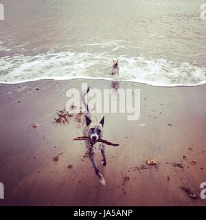 Hunde am Strand spielen Stockfoto