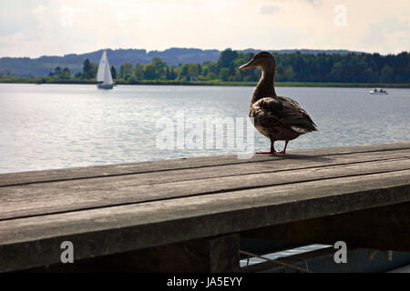 Ente stehend auf Pier, Chiemsee Upper Bavaria Germany Stockfoto