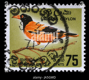 CEYLON - ca. 1966: Eine Briefmarke gedruckt in Ceylon zeigt schwarze Kapuzen Pirol - Oriolus Xanthornus, ca. 1966 Stockfoto