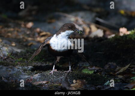 Erwachsene nehmen Nahrung zu Küken Dipper Stockfoto