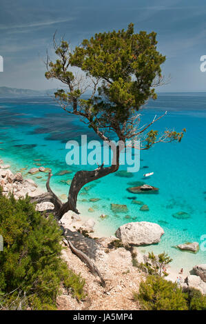 Wacholder und die Küste in der Nähe von Cala Mariolu, Baunei; Sardinien, Italien Stockfoto