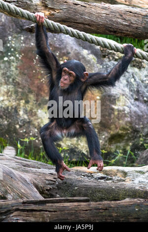 Junge Schimpansen schwingen an einem Seil. Stockfoto