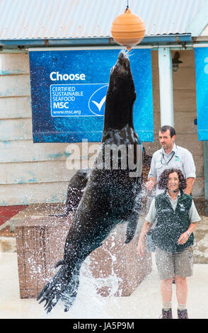 Kalifornische Seelöwen springen aus dem Wasser während der Taronga Zoo Siegel zeigen, Sydney, Australien Stockfoto