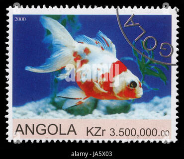 ANGOLA - CIRCA 2000: Stempel von Angola zeigt Goldfisch, circa 2000 gedruckt Stockfoto