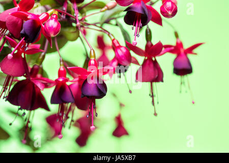 blühende hängenden Zweig in den Farben dunkel rot Fuchsia auf grünem Hintergrund, Huets Kwarts, Nahaufnahme Stockfoto