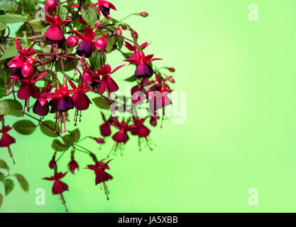 blühenden hängen verzweigen in den Farben dunkel rot Fuchsia auf grünem Hintergrund, Huets Kwarts, Raum kopieren Stockfoto