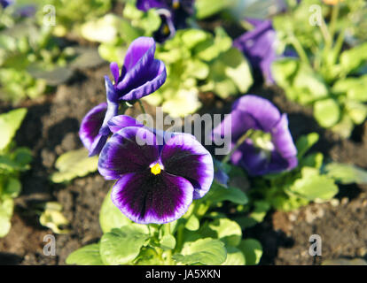 Stiefmütterchen oder Viola Blumen (lila) Stockfoto