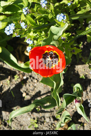 Rote Tulpe an der Spitze im Garten, Blume, Hintergrund, Textur Stockfoto