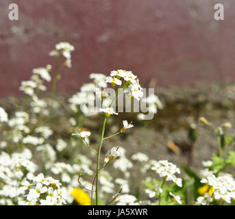 Blume. Weiße alpine Gänsekresse Nahaufnahme Stockfoto