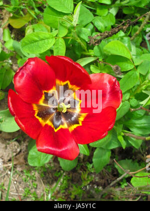 Rote Tulpe an der Spitze im Garten, Blume, Hintergrund, Textur Stockfoto