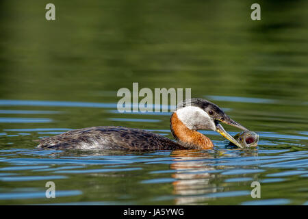 Eine rote necked Grebe fängt einen Fisch in Twin Lakes, Idaho. Stockfoto