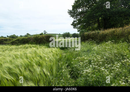 Ein Weg zwischen einem Feld von Gerste und eine Hecke von wilden Blumen Stockfoto