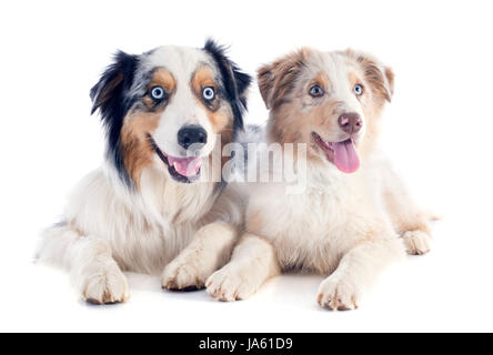 Hund, Hunde, Erwachsene, Welpen, Erwachsene, zwei, blau, braun, braun, brünett, Augen, Stockfoto