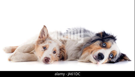 Hund, Hunde, Erwachsene, Welpen, Erwachsene, zwei, blau, braun, braun, brünett, Augen, Stockfoto