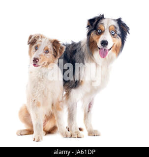 Hund, Hunde, Erwachsene, Welpen, Erwachsene, zwei, blau, braun, braun, brünett, Augen, Stockfoto