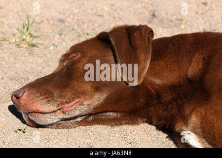 Nahaufnahme einer schlafen Hunde Kopf gegen Sand. Stockfoto