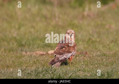westlichen Marsh Harrier (Circus Aeruginosus) erwachsenen männlichen stehen auf kurzen Rasen im Feld in Rumänien Stockfoto